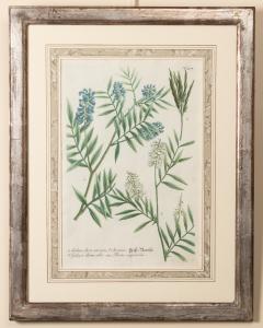 Series Of Six Botanical Prints 18th Century - 1954309