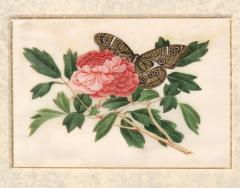 Set Of Four Chinese Export Framed Pith Paper Watercolors Of Plants And Insects - 4789140