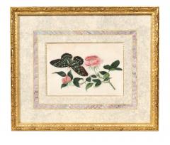 Set Of Four Chinese Export Framed Pith Paper Watercolors Of Plants And Insects - 4789175