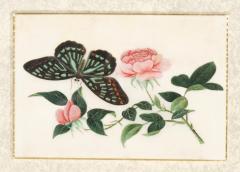 Set Of Four Chinese Export Framed Pith Paper Watercolors Of Plants And Insects - 4789211