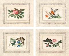 Set Of Four Chinese Export Framed Pith Paper Watercolors Of Plants And Insects - 4790019