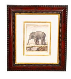 Set Of Four Engravings Of African Animals - 4139915