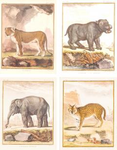 Set Of Four Engravings Of African Animals - 4140019