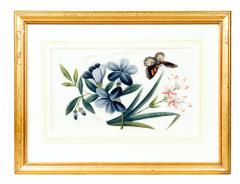 Set Of Six Chinese Export Framed Pith Paper Watercolor Botanicals - 4789207