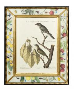 Set Of Six Framed Ornithological Prints - 4144685