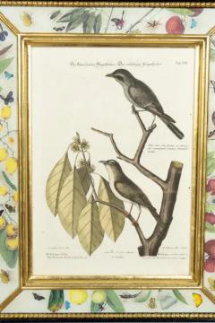 Set Of Six Framed Ornithological Prints - 4144696