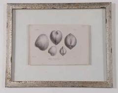 Set of 3 19th Century Black and White Seashell Engravings - 3524125