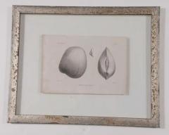 Set of 3 19th Century Black and White Seashell Engravings - 3524130