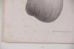 Set of 3 19th Century Black and White Seashell Engravings - 3524158