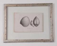 Set of 3 19th Century Black and White Seashell Engravings - 3524165