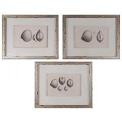 Set of 3 19th Century Black and White Seashell Engravings - 3524169