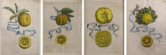 Set of 4 Antique Volkamer Botanical Engraving Prints of Lemons - 4306014