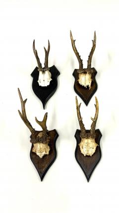 Set of 4 Swiss Alpine Mounted Antler Horn Natural Specimens Sculptures 1950 - 3948582