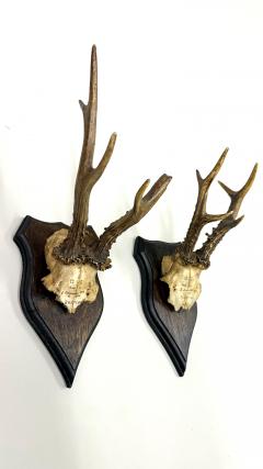 Set of 4 Swiss Alpine Mounted Antler Horn Natural Specimens Sculptures 1950 - 3948586