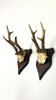 Set of 4 Swiss Alpine Mounted Antler Horn Natural Specimens Sculptures 1950 - 3948602