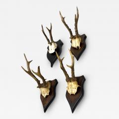 Set of 4 Swiss Alpine Mounted Antler Horn Natural Specimens Sculptures 1950 - 3952603