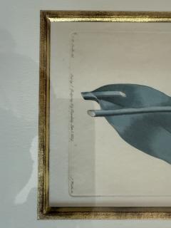 Set of 4 handprinted English Botanicals of tulips 19th c - 4196544