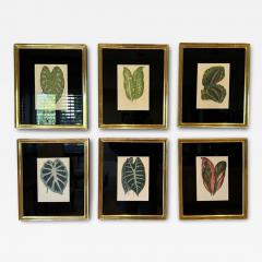 Set of 6 Antique Botanical Prints in Jerry Solomon Giltwood Frames - 4015292