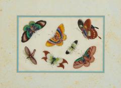 Set of Eight Chinese Rice Paper Paintings of Butterflies and Insects - 808177