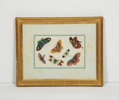 Set of Eight Chinese Rice Paper Paintings of Butterflies and Insects - 808178