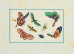 Set of Eight Chinese Rice Paper Paintings of Butterflies and Insects - 808179