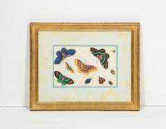 Set of Eight Chinese Rice Paper Paintings of Butterflies and Insects - 808181