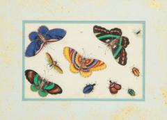 Set of Eight Chinese Rice Paper Paintings of Butterflies and Insects - 808182