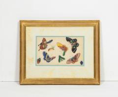 Set of Eight Chinese Rice Paper Paintings of Butterflies and Insects - 808183