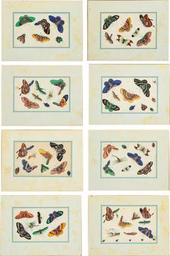 Set of Eight Chinese Rice Paper Paintings of Butterflies and Insects - 808792