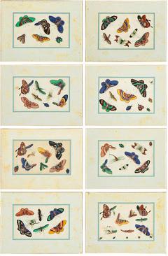 Set of Eight Chinese Rice Paper Paintings of Butterflies and Insects - 1008600