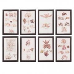Set of Eight Framed Vintage Coral Specimen Collections - 4573075