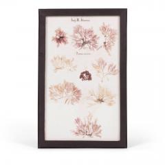 Set of Eight Framed Vintage Coral Specimen Collections - 4573076