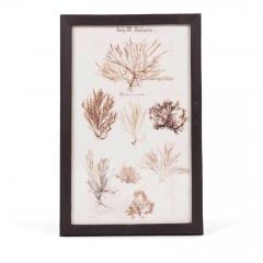 Set of Eight Framed Vintage Coral Specimen Collections - 4573077