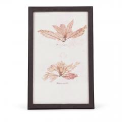 Set of Eight Framed Vintage Coral Specimen Collections - 4573078