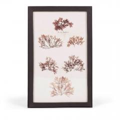 Set of Eight Framed Vintage Coral Specimen Collections - 4573079