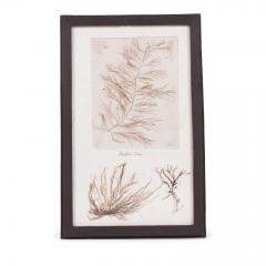 Set of Eight Framed Vintage Coral Specimen Collections - 4573080