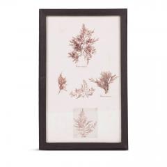 Set of Eight Framed Vintage Coral Specimen Collections - 4573081