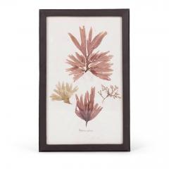 Set of Eight Framed Vintage Coral Specimen Collections - 4573082