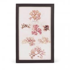 Set of Eight Framed Vintage Coral Specimen Collections - 4573083