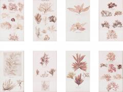 Set of Eight Framed Vintage Coral Specimen Collections - 4574323