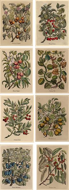 Set of Eight French Botanical Prints Circa 1890 - 3510534