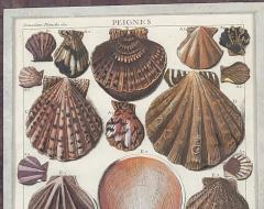 Set of Four 18th Century Hand Colored Shell Engravings - 3273150