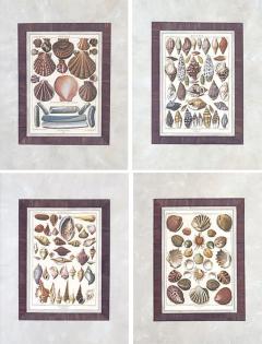 Set of Four 18th Century Hand Colored Shell Engravings - 3281263