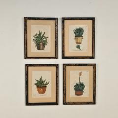 Set of Four Botanicals 19th century or earlier - 4329107