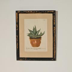 Set of Four Botanicals 19th century or earlier - 4329108