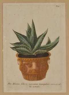 Set of Four Botanicals 19th century or earlier - 4329109