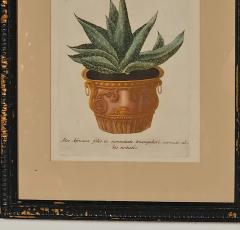 Set of Four Botanicals 19th century or earlier - 4329110