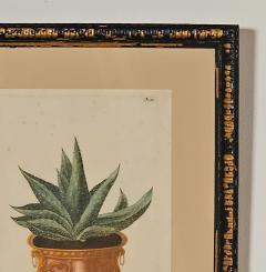 Set of Four Botanicals 19th century or earlier - 4329111