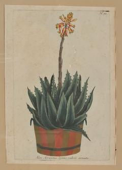 Set of Four Botanicals 19th century or earlier - 4329113