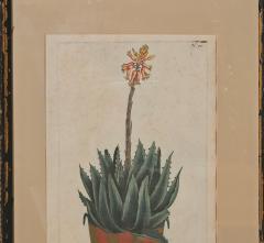 Set of Four Botanicals 19th century or earlier - 4329114